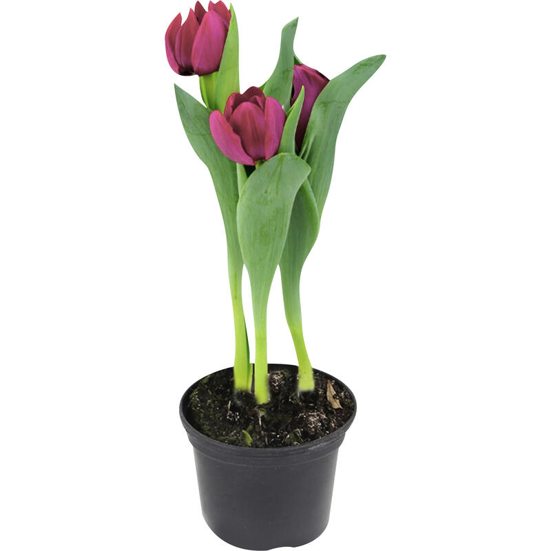 Tulipa P12 un