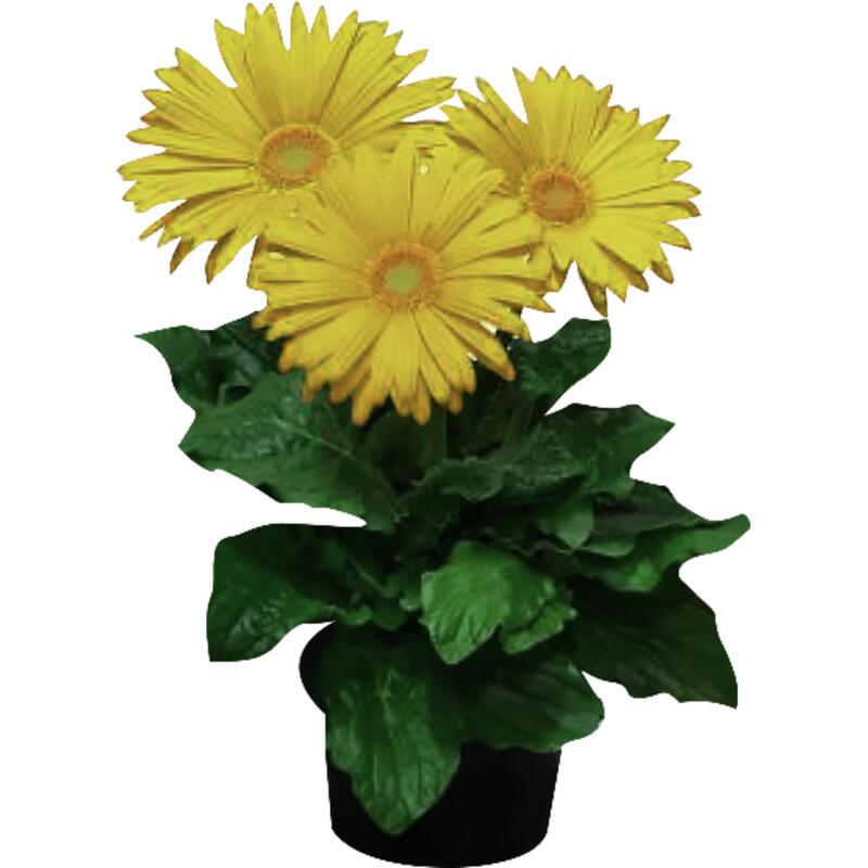 Gerbera P14 un