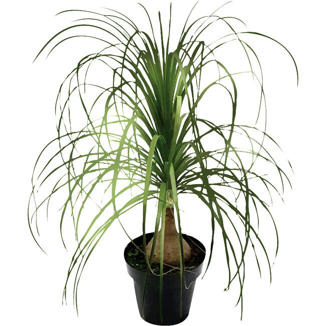 Beaucarnea P20 un