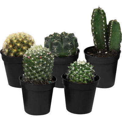 Cactus P11 un