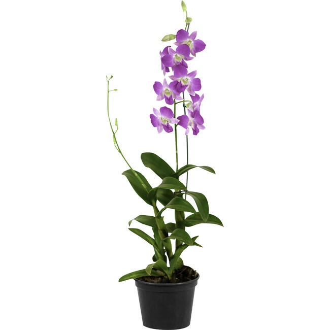 Orquídea Denphalen P15 un