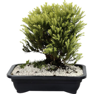 Bonsai Jovem un