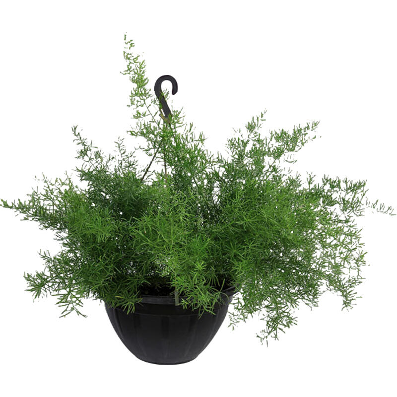 Aspargo Alfinete C21 un