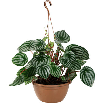 Peperomia Melancia C21 un