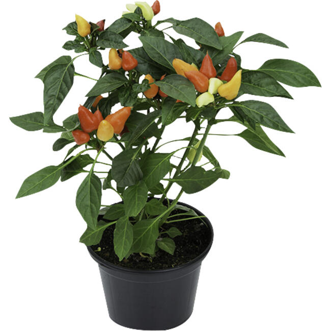 Pimenta Ornamental P14 un