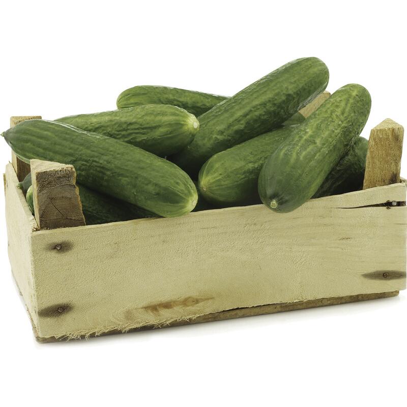 Pepino Comum 20kg