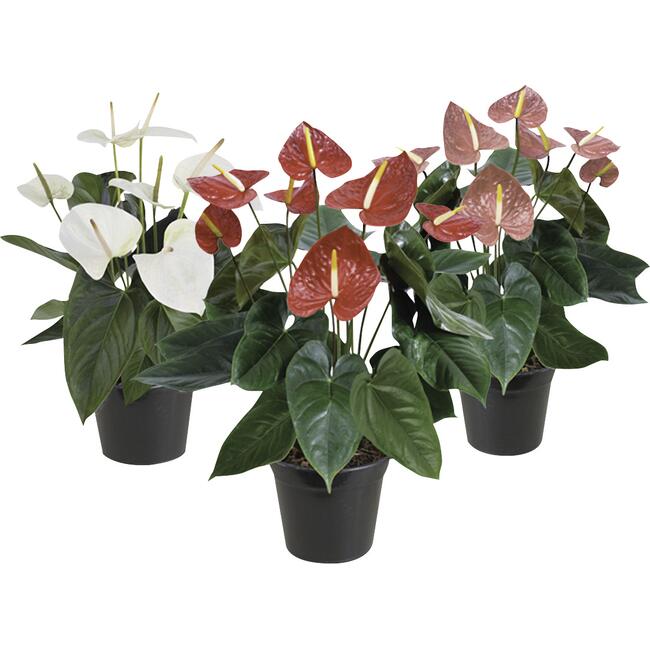 Anthurium un